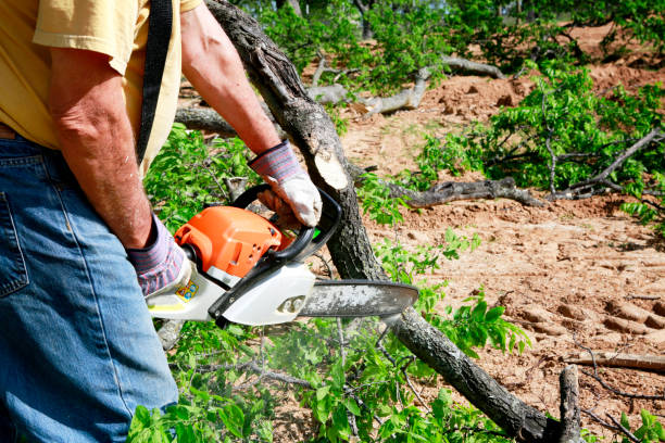 Trusted Benjamin, UT Tree Service Experts